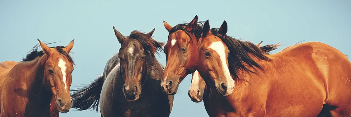 four horses gathered in a field
